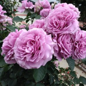a08c5a_5427411823dd484abec60a6930c79bbemv2-scaled-e1622623191859 (1) | ЛПХ питомник роз "ГАРАНТ"